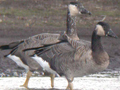 Canada Goose x domestic (Greylag Goose x Swan Goose) trigen